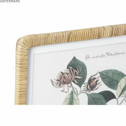 Cadre DKD Home Decor 50 x 2,5 x 65 cm Shabby Chic Plantes botaniques (4 Pièces)