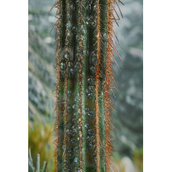 Impression sur toile laquée Cactus H – Grandeur et modernité murale (60 x 4 x 90 cm)