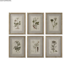 Cadre Home ESPRIT Shabby Chic Plantes botaniques 30 x 2 x 40 cm (6 Unités)