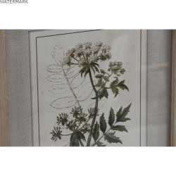Cadre Home ESPRIT Shabby Chic Plantes botaniques 30 x 2 x 40 cm (6 Unités)
