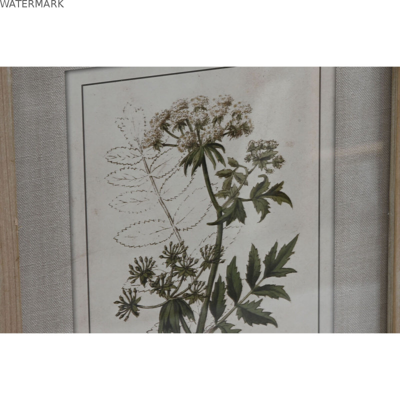 Cadre Home ESPRIT Shabby Chic Plantes botaniques 30 x 2 x 40 cm (6 Unités)
