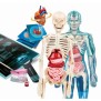 Clementoni - Coffret apprentissage de l'anatomie en 3D - Squelette, moule d'un cerveau ... - Application Réalité Augmentée