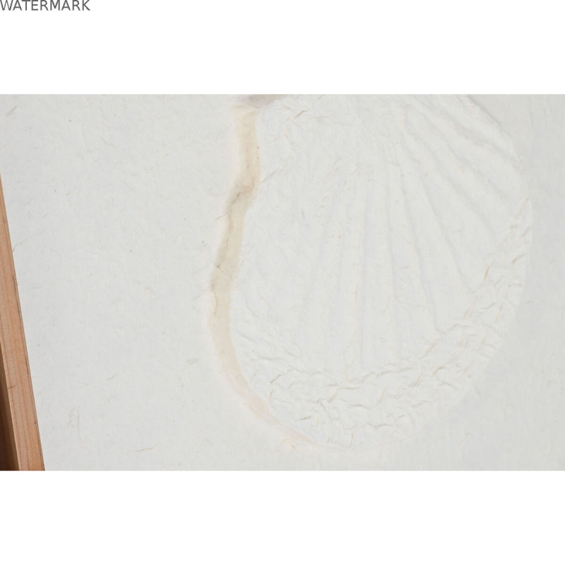 Cadre DKD Home Decor Coquillages 50 x 2 x 50 cm méditerranéen (6 Pièces)
