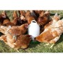 Nourrisseur plastique poules - KERBL - 24 cm - ÿ30 cm - 2,5 kg - Blanc / Vert