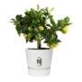 ELHO Pot de fleurs rond Greenville 30 - Extérieur - Ш 29,5 x H 27,8 cm - Blanc