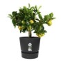 ELHO Pot de fleurs rond Greenville 25 - Extérieur - Ш 24,48 x H 23,31 cm - Vivre noir