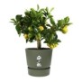 ELHO Pot de fleurs rond Greenville 25 - Extérieur - Ш 24,48 x H 23,31 cm - Vert feuille