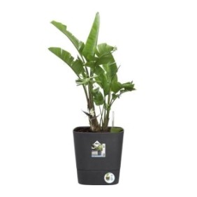 Pot de fleur Elho Plastique Carré Greensense Aqua Care Gris Charbon 38 x 38 x H 38,9 cm 31 L