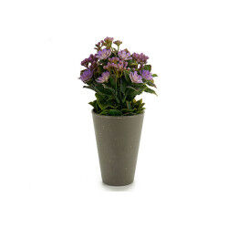 Plante décorative...