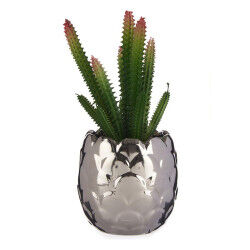 Plante décorative...