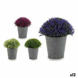Plante décorative...