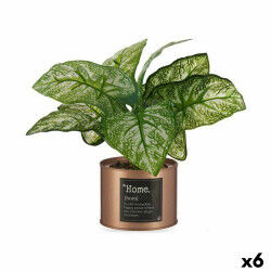Plante décorative...