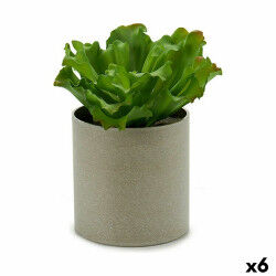 Plante décorative...