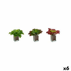 Plante décorative...