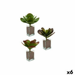 Plante décorative...