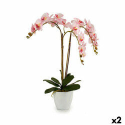 Plante décorative...