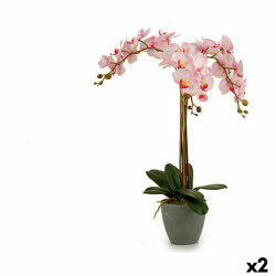 Plante décorative...