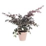 ELHO Pot de fleurs rond avec roues Loft Urban - Ш 40 cm - Fruits rouges