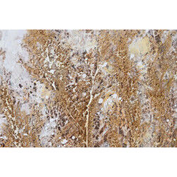 Cadre Home ESPRIT Bleu Doré Plage méditerranéen 80 x 3 x 80 cm (2 Unités)