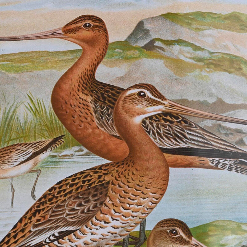 Cadre DKD Home Decor Verre Bois MDF Oiseaux (40 x 50 x 1,8 cm) (6 Unités)