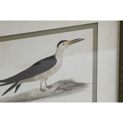 Cadre Home ESPRIT Oiseaux Cottage 40 x 2,5 x 54 cm (6 Unités)