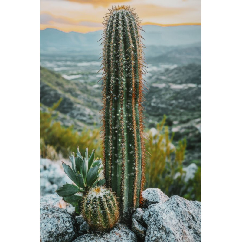 IMPRESSION SUR TOILE LAQUÉE AVEC CADRE CACTUS -A- CM 60X4X90