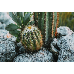 IMPRESSION SUR TOILE LAQUÉE AVEC CADRE CACTUS -A- CM 60X4X90
