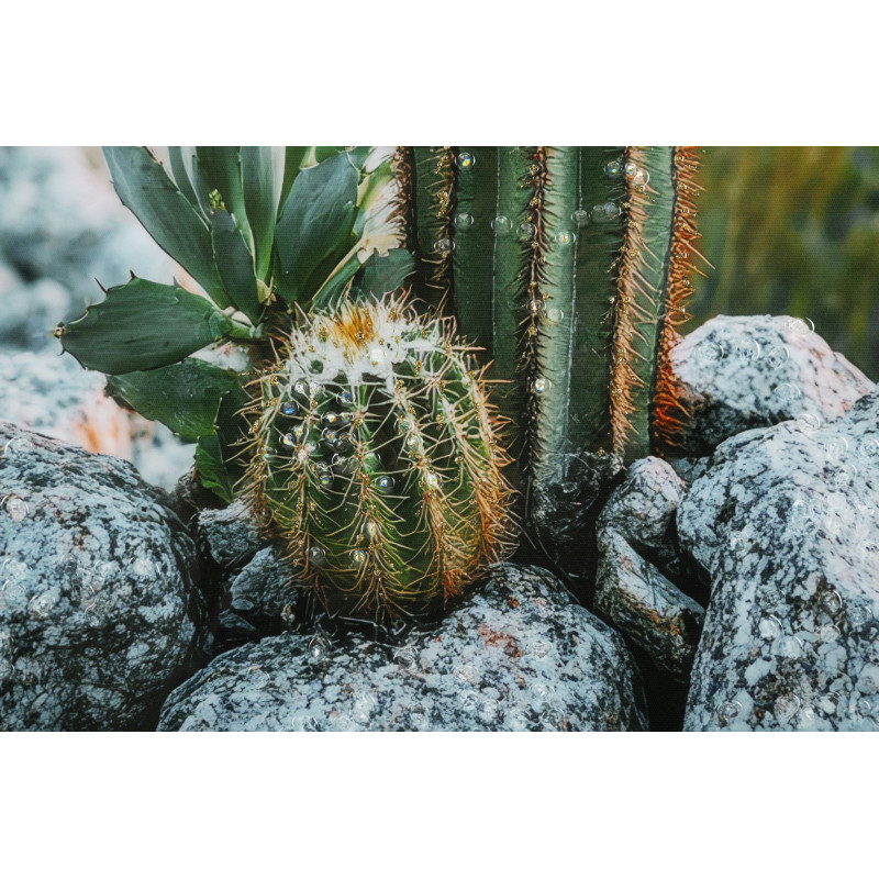 IMPRESSION SUR TOILE LAQUÉE AVEC CADRE CACTUS -A- CM 60X4X90
