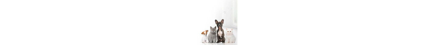 Animaux de Compagnie